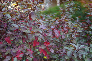 David Moulton Toronto Psychotherapist | Picture of Bush with Red Leaves