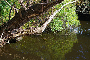 David Moulton Toronto Psychotherapist | Picture of Trees in Water